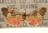  ( - CCDB-22953-C07)  @11 [ ] CreativeCommons - Attribution (2014) CBG Photography Group Centre for Biodiversity Genomics