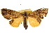  (Cryptochrysa - CCDB-22953-G06)  @15 [ ] CreativeCommons - Attribution (2014) CBG Photography Group Centre for Biodiversity Genomics