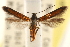  ( - CCDB-22954-D09)  @11 [ ] CreativeCommons - Attribution (2014) CBG Photography Group Centre for Biodiversity Genomics