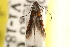  ( - CCDB-22954-F02)  @11 [ ] CreativeCommons - Attribution (2014) CBG Photography Group Centre for Biodiversity Genomics