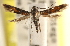  ( - CCDB-22954-F03)  @11 [ ] CreativeCommons - Attribution (2014) CBG Photography Group Centre for Biodiversity Genomics