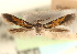  ( - CCDB-22954-G01)  @11 [ ] CreativeCommons - Attribution (2014) CBG Photography Group Centre for Biodiversity Genomics
