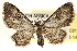  (Pasiphila BOLD:ACN7578 - CCDB-22955-C01)  @15 [ ] CreativeCommons - Attribution (2014) CBG Photography Group Centre for Biodiversity Genomics