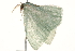  ( - CCDB-22955-C10)  @12 [ ] CreativeCommons - Attribution (2014) CBG Photography Group Centre for Biodiversity Genomics