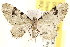  (Eupithecia BOLD:ACM0124 - CCDB-22955-D05)  @15 [ ] CreativeCommons - Attribution (2014) CBG Photography Group Centre for Biodiversity Genomics