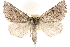  (Aethiopodes - CCDB-22955-D10)  @14 [ ] CreativeCommons - Attribution (2014) CBG Photography Group Centre for Biodiversity Genomics