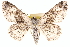  ( - CCDB-22955-D11)  @14 [ ] CreativeCommons - Attribution (2014) CBG Photography Group Centre for Biodiversity Genomics