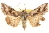  ( - CCDB-22955-E12)  @14 [ ] CreativeCommons - Attribution (2014) CBG Photography Group Centre for Biodiversity Genomics