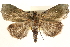  (Acripia subolivacea - CCDB-22955-H01)  @13 [ ] CreativeCommons - Attribution (2014) CBG Photography Group Centre for Biodiversity Genomics