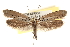  (Yponomeuta fumigata - CCDB-22957-B09)  @13 [ ] CreativeCommons - Attribution (2014) CBG Photography Group Centre for Biodiversity Genomics