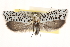  (Yponomeuta strigillata - CCDB-22957-B10)  @15 [ ] CreativeCommons - Attribution (2014) CBG Photography Group Centre for Biodiversity Genomics