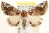  (Eublemma costimacula - CCDB-22957-H03)  @13 [ ] CreativeCommons - Attribution (2014) CBG Photography Group Centre for Biodiversity Genomics
