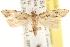  ( - CCDB-22958-B04)  @13 [ ] CreativeCommons - Attribution (2014) CBG Photography Group Centre for Biodiversity Genomics