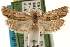  ( - CCDB-22958-C11)  @11 [ ] CreativeCommons - Attribution (2014) CBG Photography Group Centre for Biodiversity Genomics