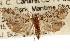  ( - CCDB-22958-D07)  @11 [ ] CreativeCommons - Attribution (2014) CBG Photography Group Centre for Biodiversity Genomics