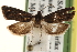  ( - CCDB-22958-D10)  @13 [ ] CreativeCommons - Attribution (2014) CBG Photography Group Centre for Biodiversity Genomics