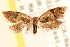  ( - CCDB-22960-C02)  @11 [ ] CreativeCommons - Attribution (2014) CBG Photography Group Centre for Biodiversity Genomics