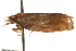  ( - CCDB-22960-D04)  @12 [ ] CreativeCommons - Attribution (2014) CBG Photography Group Centre for Biodiversity Genomics