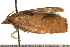  ( - CCDB-22960-D05)  @12 [ ] CreativeCommons - Attribution (2014) CBG Photography Group Centre for Biodiversity Genomics