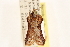  (Epichoristodes leucocymba - CCDB-22960-E05)  @12 [ ] CreativeCommons - Attribution (2014) CBG Photography Group Centre for Biodiversity Genomics