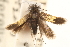  ( - CCDB-22960-G10)  @11 [ ] CreativeCommons - Attribution (2014) CBG Photography Group Centre for Biodiversity Genomics
