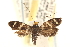  ( - CCDB-22960-H07)  @13 [ ] CreativeCommons - Attribution (2014) CBG Photography Group Centre for Biodiversity Genomics