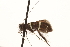  ( - CCDB-22960-H11)  @11 [ ] CreativeCommons - Attribution (2014) CBG Photography Group Centre for Biodiversity Genomics