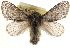  ( - CCDB-23268-C12)  @15 [ ] CreativeCommons - Attribution (2014) CBG Photography Group Centre for Biodiversity Genomics