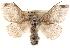  ( - CCDB-23268-D09)  @11 [ ] CreativeCommons - Attribution (2014) CBG Photography Group Centre for Biodiversity Genomics