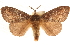  (Dendrolimus superans - CCDB-23268-F09)  @15 [ ] CreativeCommons - Attribution (2014) CBG Photography Group Centre for Biodiversity Genomics