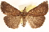  ( - CCDB-23268-H08)  @11 [ ] CreativeCommons - Attribution (2014) CBG Photography Group Centre for Biodiversity Genomics