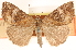  ( - CCDB-23268-H09)  @11 [ ] CreativeCommons - Attribution (2014) CBG Photography Group Centre for Biodiversity Genomics