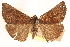  ( - CCDB-23268-H10)  @11 [ ] CreativeCommons - Attribution (2014) CBG Photography Group Centre for Biodiversity Genomics