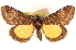  ( - CCDB-23268-H11)  @11 [ ] CreativeCommons - Attribution (2014) CBG Photography Group Centre for Biodiversity Genomics