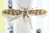  ( - CCDB-23269-H08)  @11 [ ] CreativeCommons - Attribution (2014) CBG Photography Group Centre for Biodiversity Genomics
