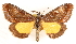  ( - CCDB-23270-A01)  @11 [ ] CreativeCommons - Attribution (2014) CBG Photography Group Centre for Biodiversity Genomics