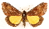  ( - CCDB-23270-A02)  @11 [ ] CreativeCommons - Attribution (2014) CBG Photography Group Centre for Biodiversity Genomics