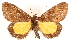  ( - CCDB-23270-A03)  @11 [ ] CreativeCommons - Attribution (2014) CBG Photography Group Centre for Biodiversity Genomics