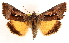  (Syngrapha sackenii - CCDB-23270-A08)  @15 [ ] CreativeCommons - Attribution (2014) CBG Photography Group Centre for Biodiversity Genomics