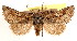  ( - CCDB-23270-B08)  @11 [ ] CreativeCommons - Attribution (2014) CBG Photography Group Centre for Biodiversity Genomics