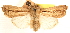  ( - CCDB-23270-C02)  @12 [ ] CreativeCommons - Attribution (2014) CBG Photography Group Centre for Biodiversity Genomics