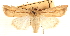  ( - CCDB-23270-C04)  @11 [ ] CreativeCommons - Attribution (2014) CBG Photography Group Centre for Biodiversity Genomics