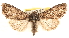  (Mniotype pallescens - CCDB-23270-C11)  @15 [ ] CreativeCommons - Attribution (2014) CBG Photography Group Centre for Biodiversity Genomics