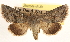  ( - CCDB-23270-D03)  @11 [ ] CreativeCommons - Attribution (2014) CBG Photography Group Centre for Biodiversity Genomics