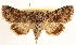  ( - CCDB-23270-D05)  @11 [ ] CreativeCommons - Attribution (2014) CBG Photography Group Centre for Biodiversity Genomics