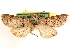  ( - CCDB-23270-D08)  @11 [ ] CreativeCommons - Attribution (2014) CBG Photography Group Centre for Biodiversity Genomics
