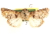  ( - CCDB-23270-D09)  @11 [ ] CreativeCommons - Attribution (2014) CBG Photography Group Centre for Biodiversity Genomics