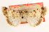  ( - CCDB-23270-D12)  @11 [ ] CreativeCommons - Attribution (2014) CBG Photography Group Centre for Biodiversity Genomics