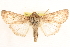 ( - CCDB-23270-E05)  @11 [ ] CreativeCommons - Attribution (2014) CBG Photography Group Centre for Biodiversity Genomics