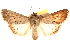  (Sympistis fortis - CCDB-23270-E06)  @15 [ ] CreativeCommons - Attribution (2014) CBG Photography Group Centre for Biodiversity Genomics